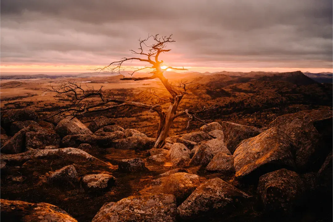 A lone, gnarled tree standing resiliently among rugged rocky terrain at sunset with warm orange lighting.